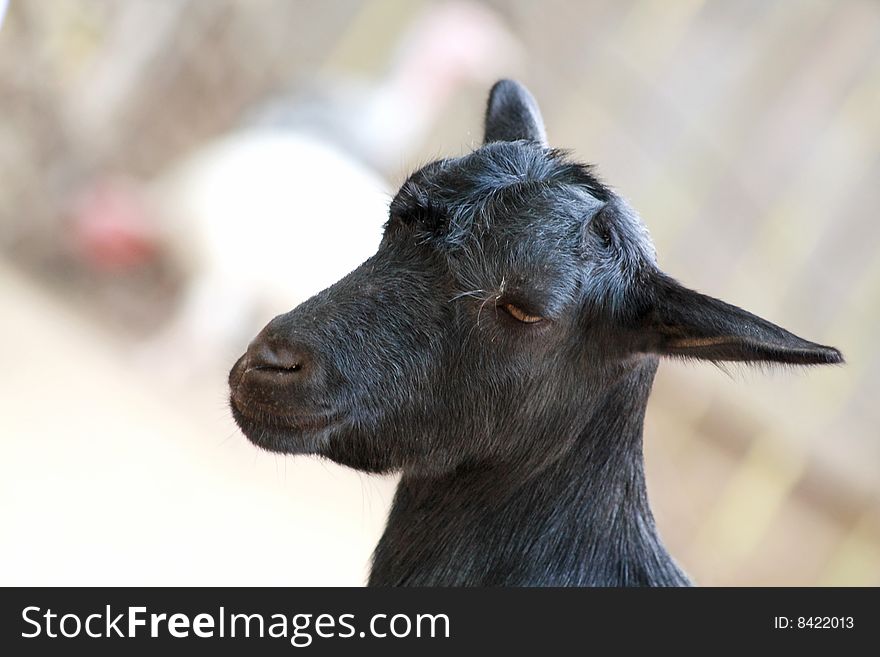 Close up of the head of a black goat