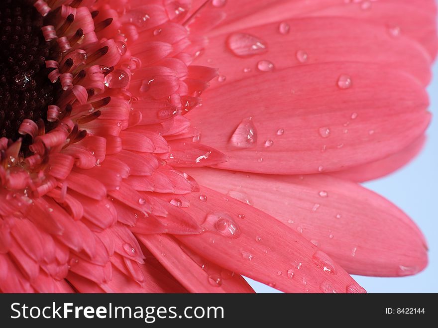 Macro view of a pink colour daisy flower. Macro view of a pink colour daisy flower