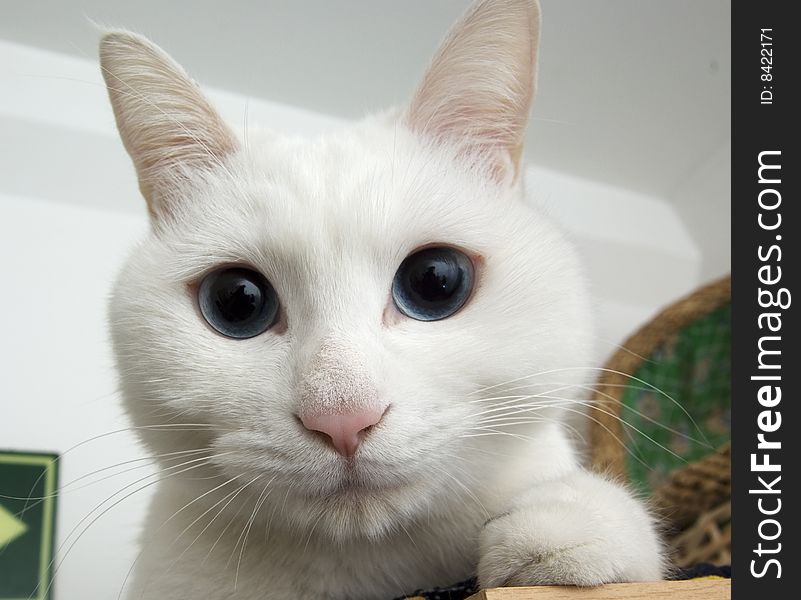 White cat portrait with a flash