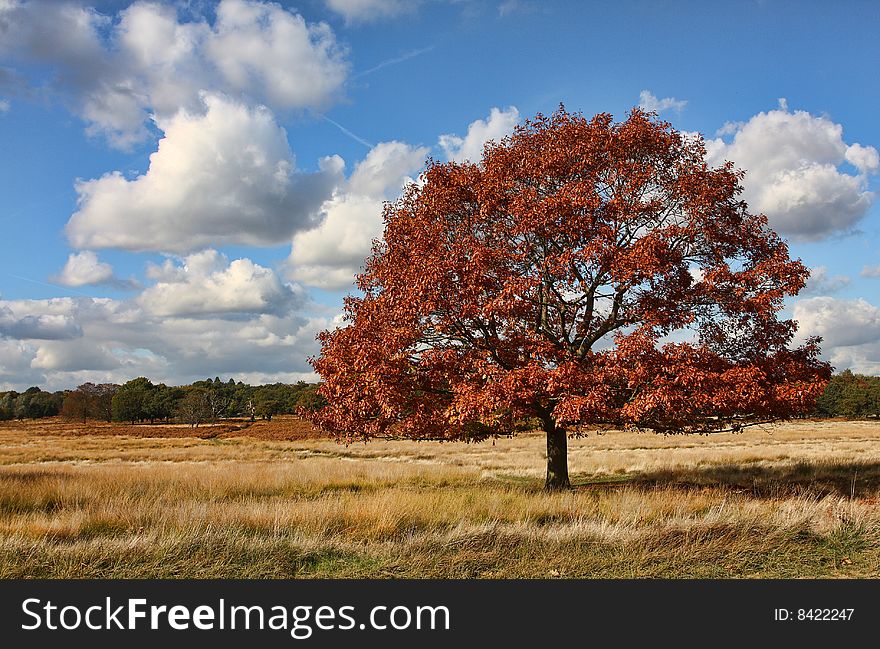 Single Tree In A Field On A Lovely Autumnal Day