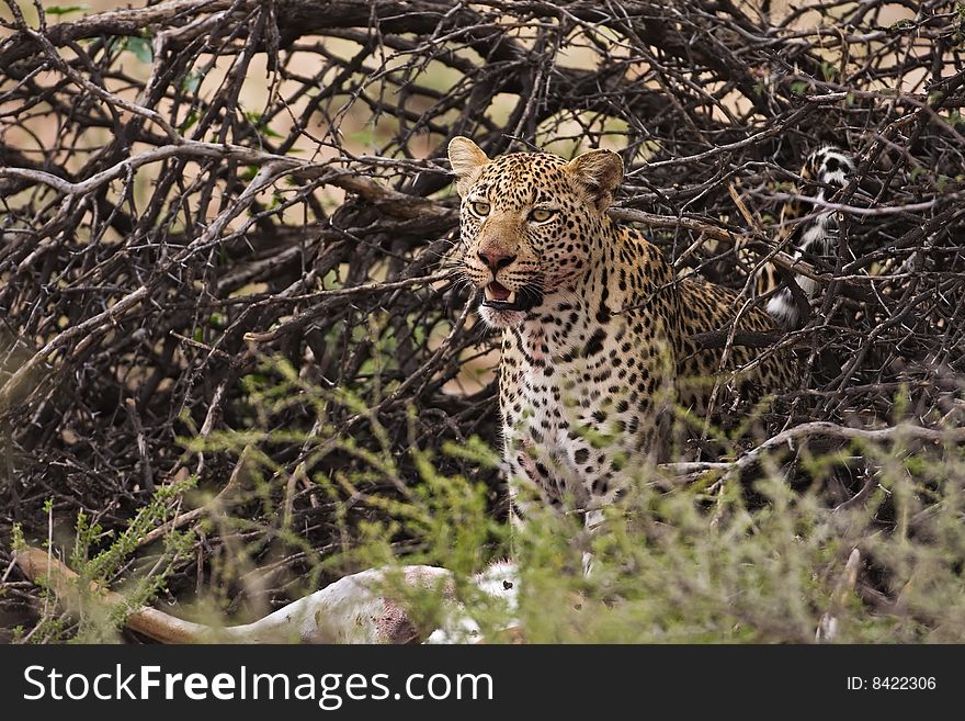 Leopard standing in dense bush with he's pray; Panthera pardus; South Africa