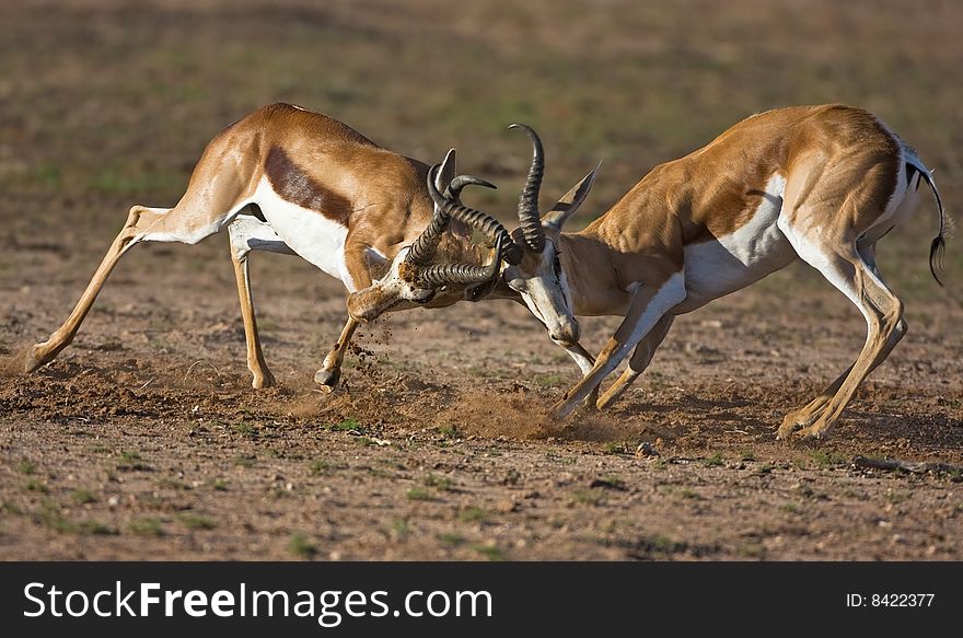 Two male Springbok fighting during mating season ; Antidorcas marsupialis; Kalahari; South Africa. Two male Springbok fighting during mating season ; Antidorcas marsupialis; Kalahari; South Africa