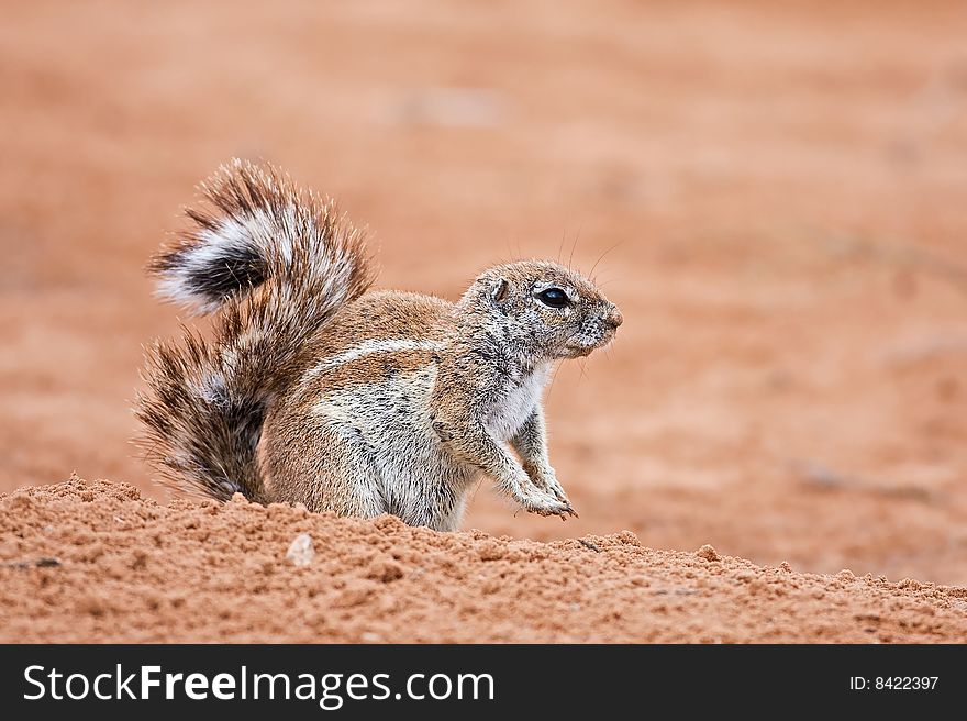 Ground squirrel; xerus inaurus; Kalahari desert; South Africa