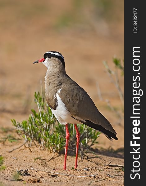 Crowned Lapwing plover; Vanellus coronatus; South Africa
