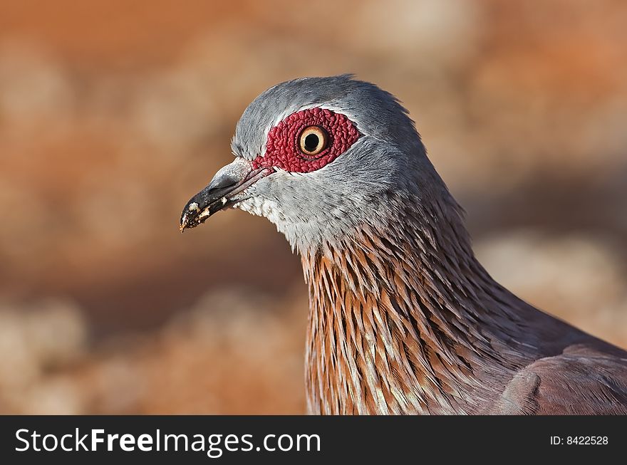 Portrait of Rock pigeon; Columba guinea