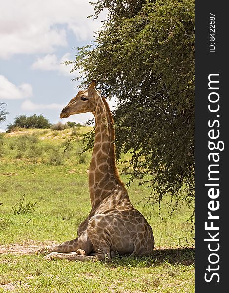 Giraffe resting in the shade; Giraffa Camelopardis; South Africa