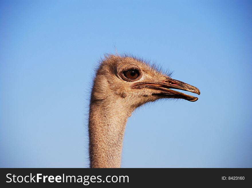 Portrait of a funny ostrich close-up. Portrait of a funny ostrich close-up