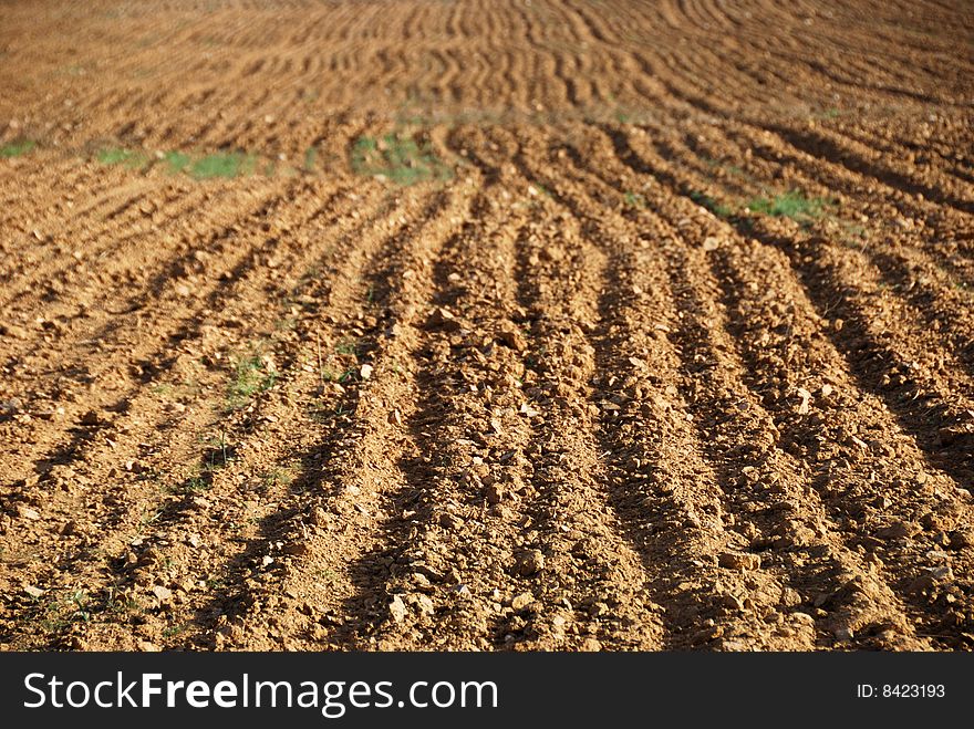 Kind of the ploughed field and the first sprouts on it. Kind of the ploughed field and the first sprouts on it