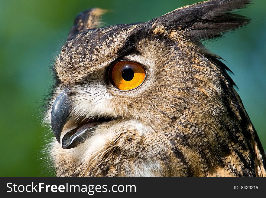 A looking brown earded owl with a soft background