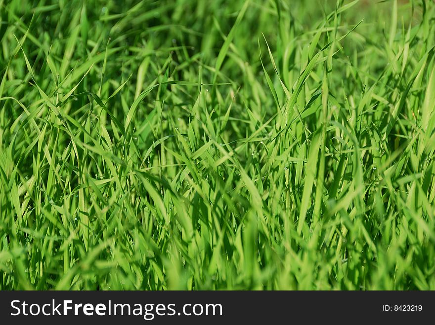 Drops of dew on a young green grass. Drops of dew on a young green grass