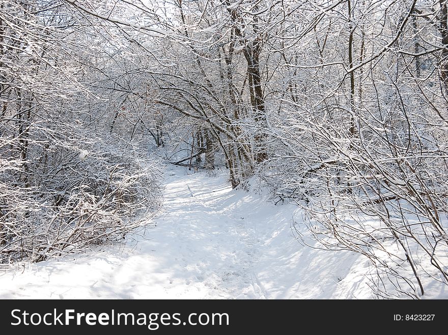 Winter forest landscape - snow on the branches. Winter forest landscape - snow on the branches