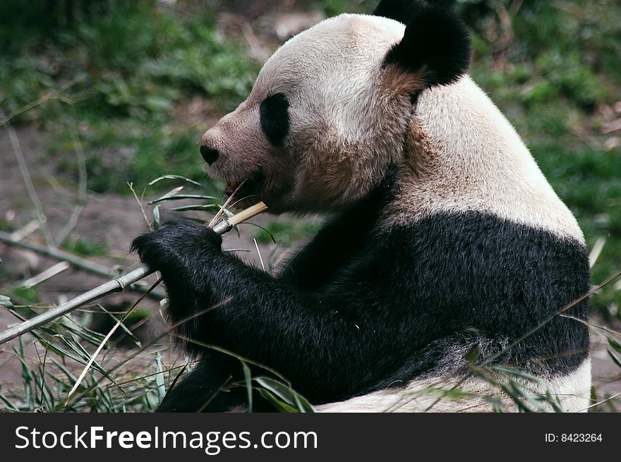 A giant panda eating bamboo in wolong,Sichuan,China