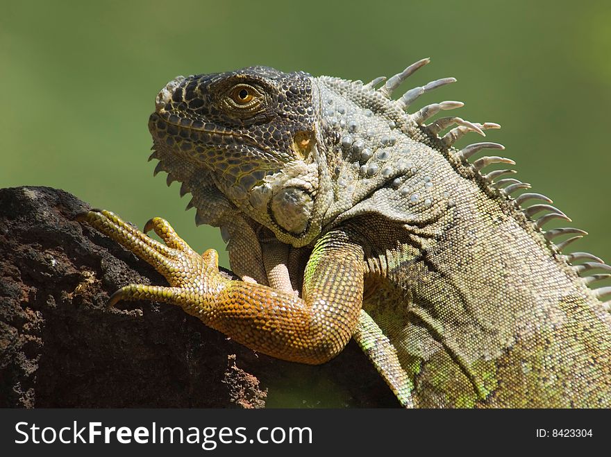 A sitting iguana in the sun