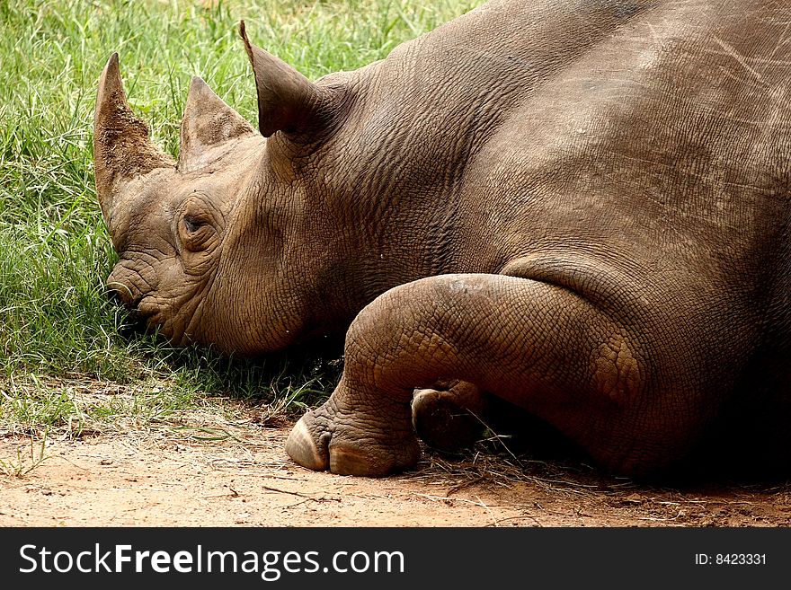 Image of a rhino resting on the ground, and only the front part of his body visible. Image of a rhino resting on the ground, and only the front part of his body visible