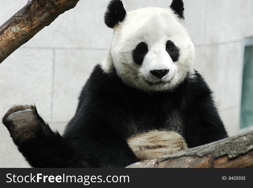A giant panda in wolong,Sichuan,China