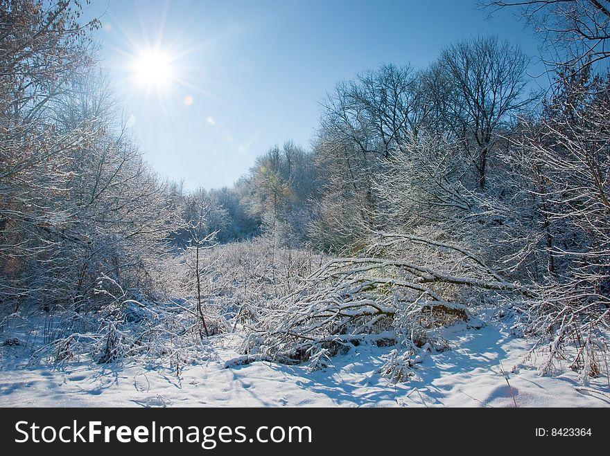 Winter forest landscape - snow on the branches. Winter forest landscape - snow on the branches