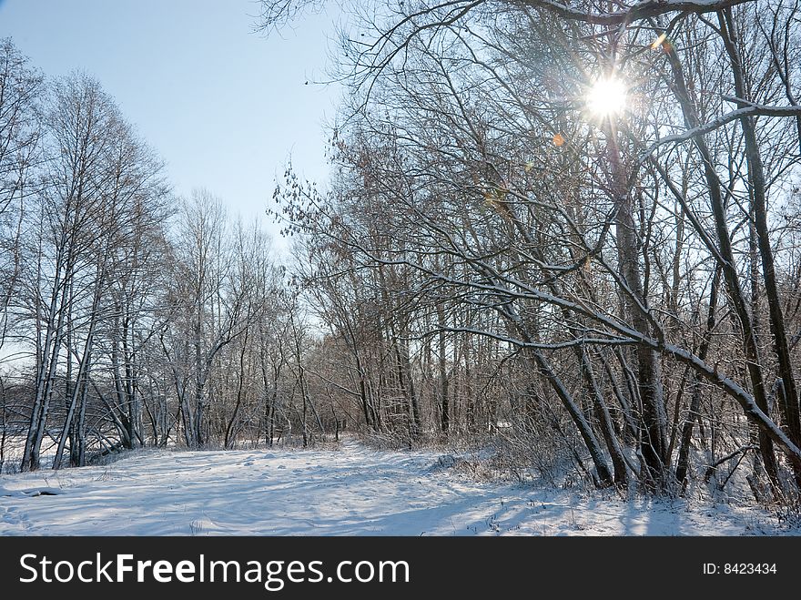 Winter forest landscape - snow on the branches. Winter forest landscape - snow on the branches