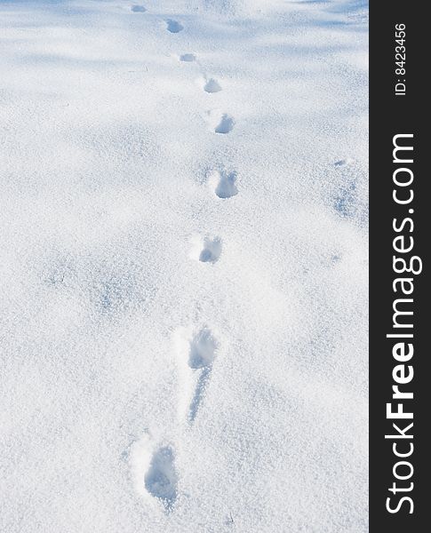 Footprints on a white snow