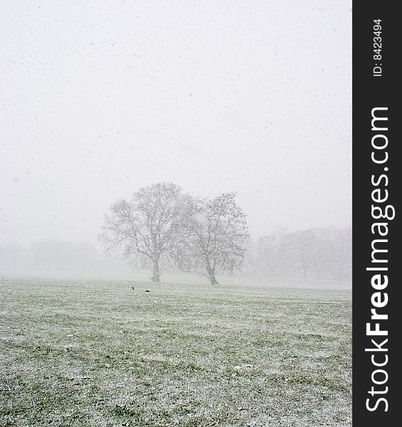 English park during a snow storm. the snow flakes create a bizarre flat light and romantic mistiness in the air. English park during a snow storm. the snow flakes create a bizarre flat light and romantic mistiness in the air