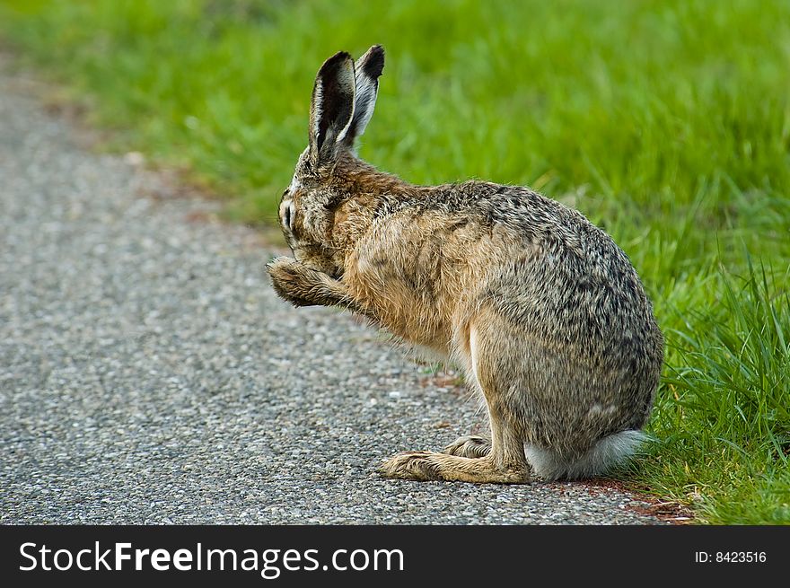A adult hare cleaning his nose. A adult hare cleaning his nose
