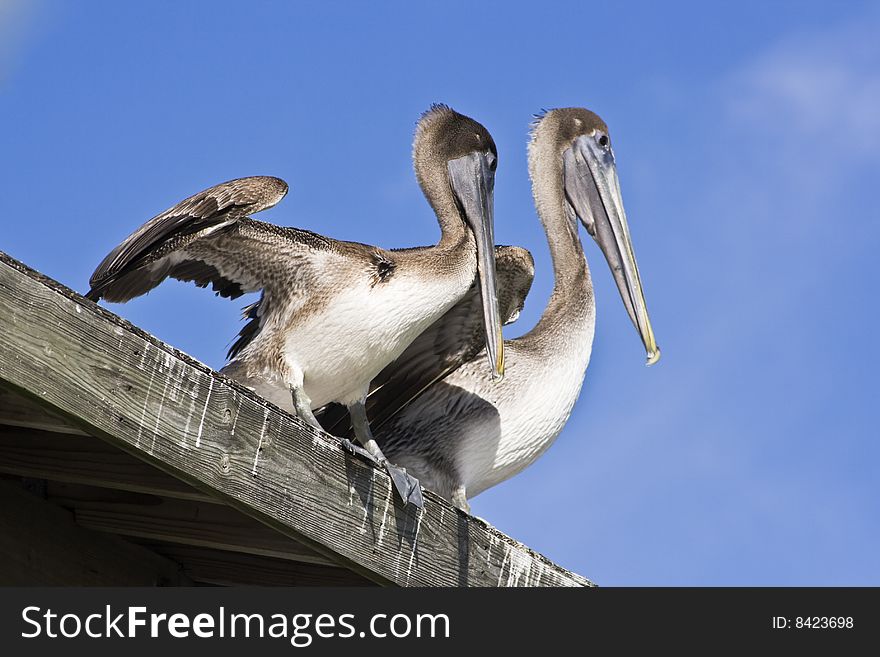 Pelicans seen in Key West
