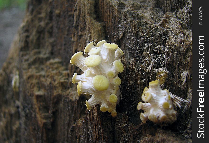 Mushroom on a tree bark