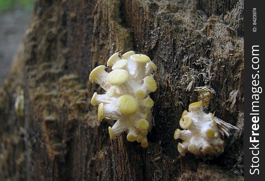 Mushroom On A Tree