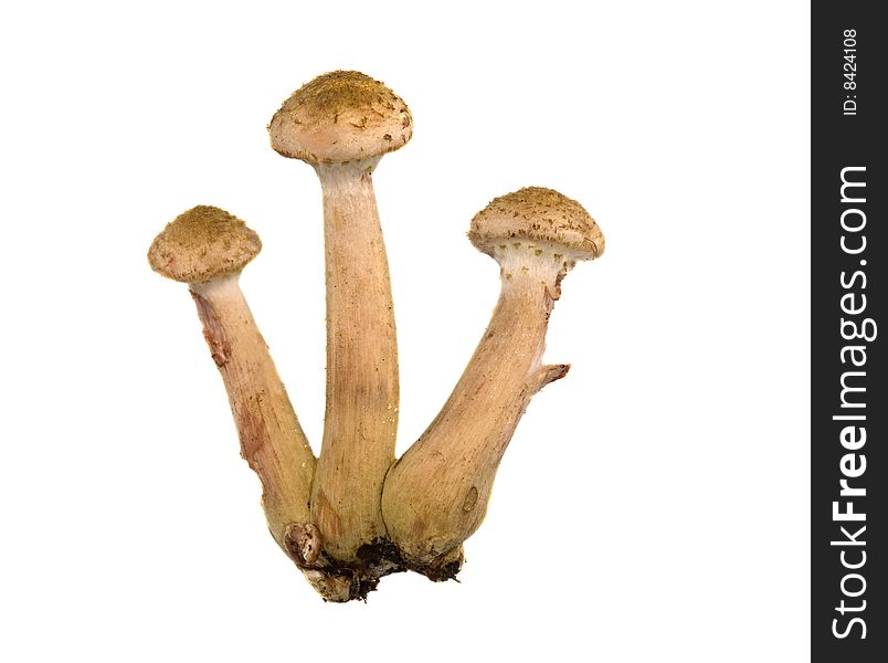 Three Honey Fungus On White