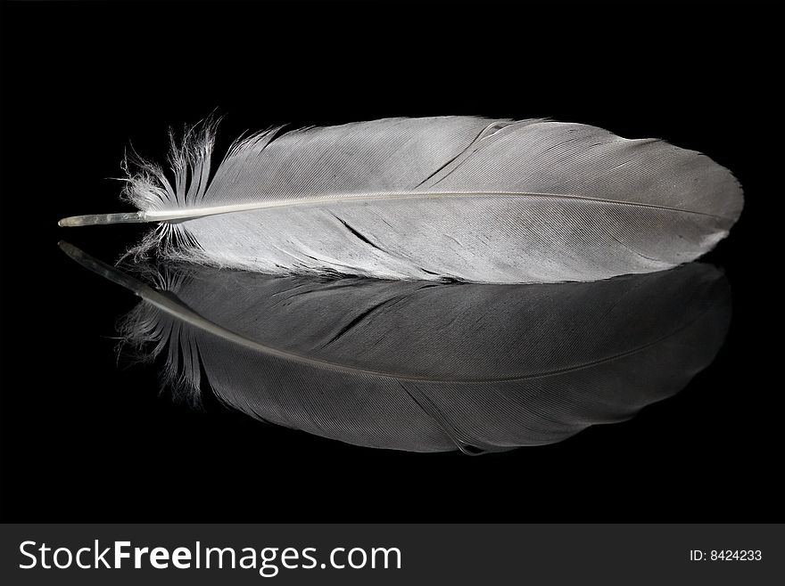 Pigeon feather and its reflection isolated on black background