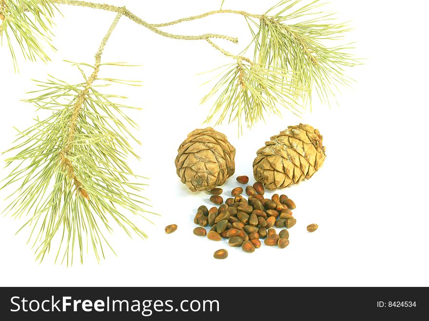 Cedar nutlets end cone with piny branch