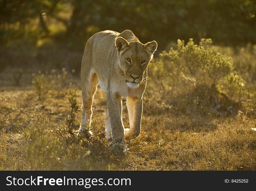 A Backlit Lioness approaches the Camera. A Backlit Lioness approaches the Camera