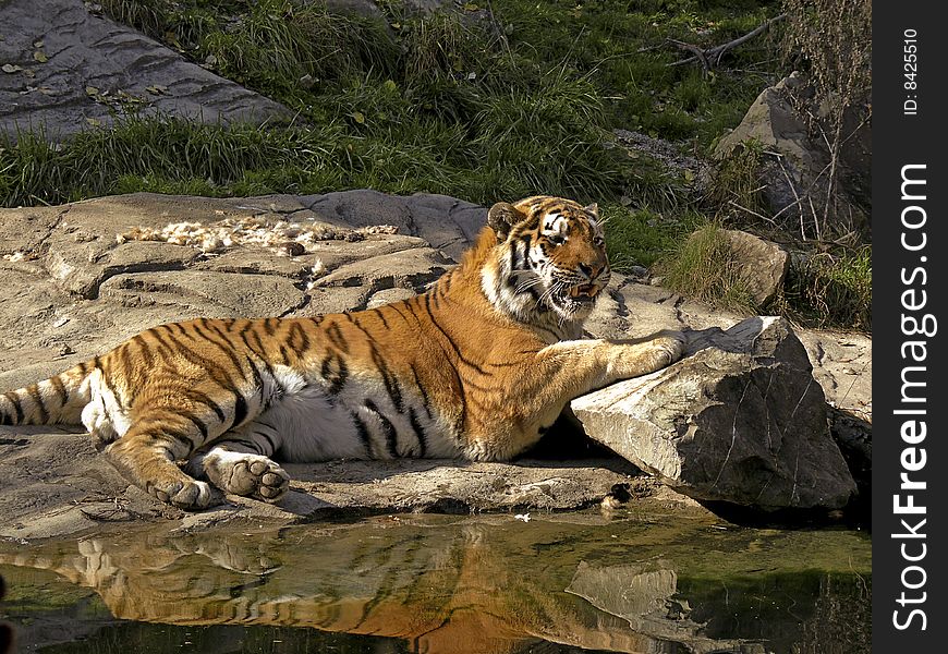 Siberian Tiger gets a bit sun