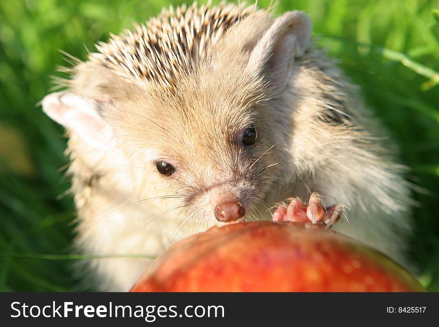 The hedgehog eats an apple