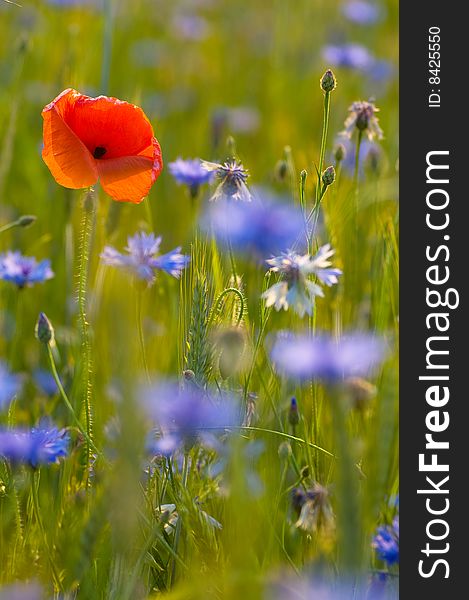 Poppy and blue flowers in summer countryside