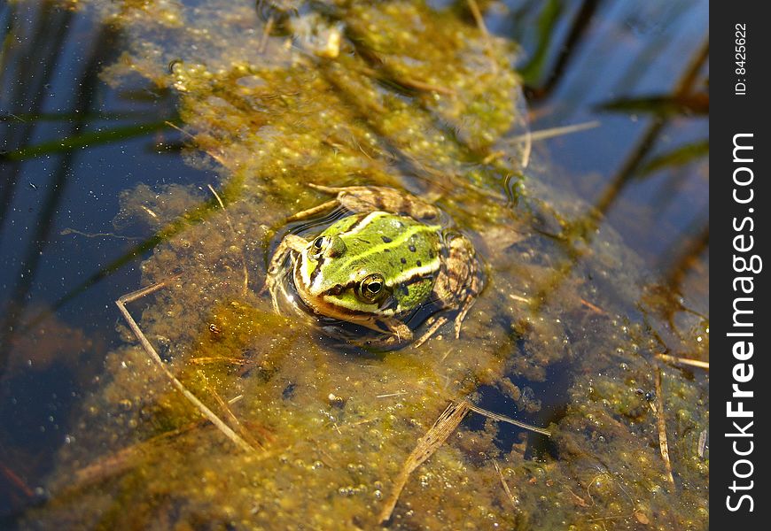 This is a small frog in the lake. This is a small frog in the lake.