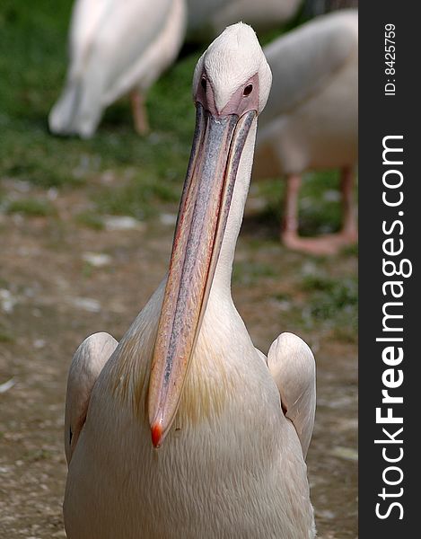 Amusing pelican on path in  zoo