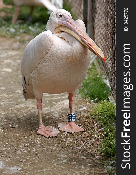 Amusing pelican on path in  zoo