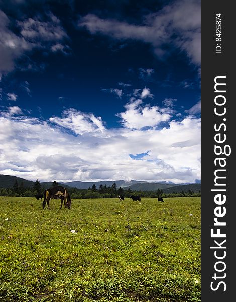 Under blue sky, the vast steppe became a natural ranch. Under blue sky, the vast steppe became a natural ranch