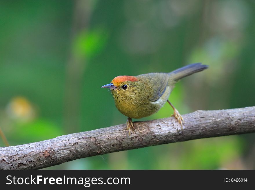 Red-headed Babbler searching insects.