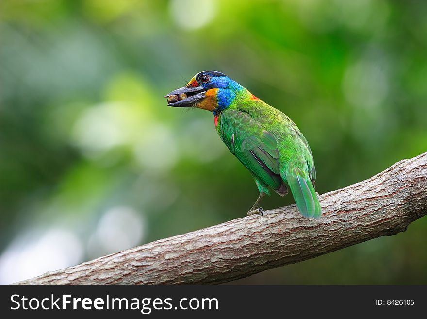 Muller's Barbet feedind his Juvenile.