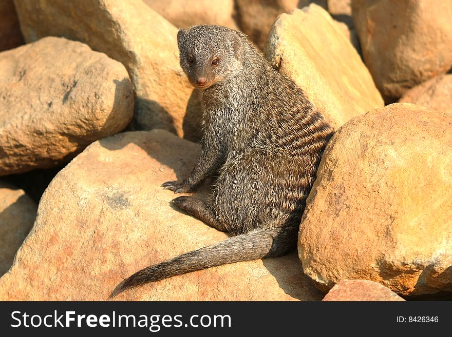 Banded Mongoose: The banded mongoose is a sturdy mongoose with a large head, small ears, short, muscular limbs and a long tail, almost as long as the rest of the body. Animals of wetter areas are larger and darker colored than animals of dryer regions. The abdominal part of the body is higher and rounder than the breast area.