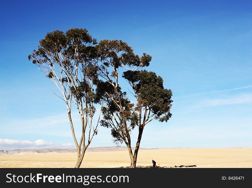 Single tree in the desert