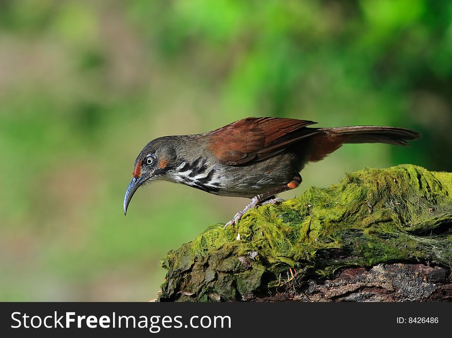 Spot-breated Scimitar Babbler searching for food.