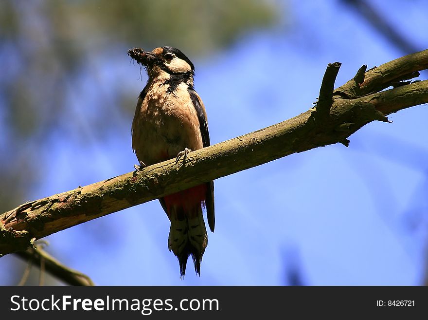 Woodpecker sitting on the branch