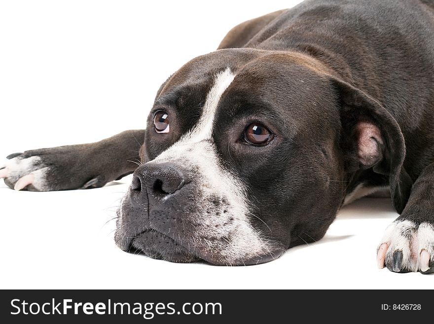 Portrait of the american staffordshire terrier. Isolated on white