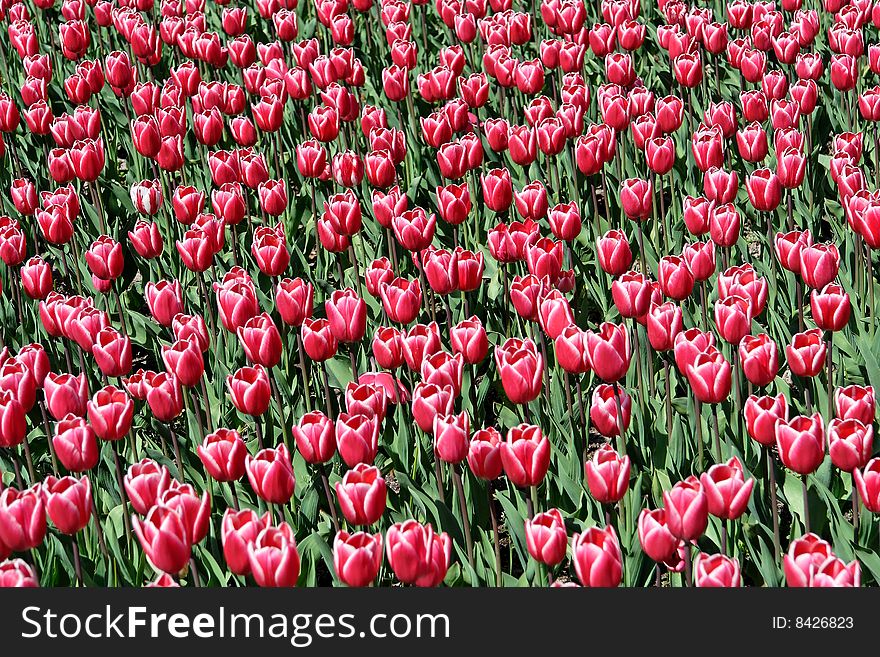 Colorful tulip garden in the spring. Colorful tulip garden in the spring