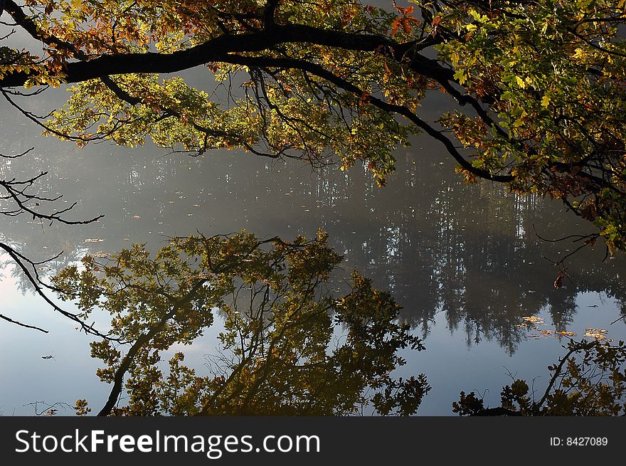 View between the trees on the surface of the lake in the autumn. View between the trees on the surface of the lake in the autumn