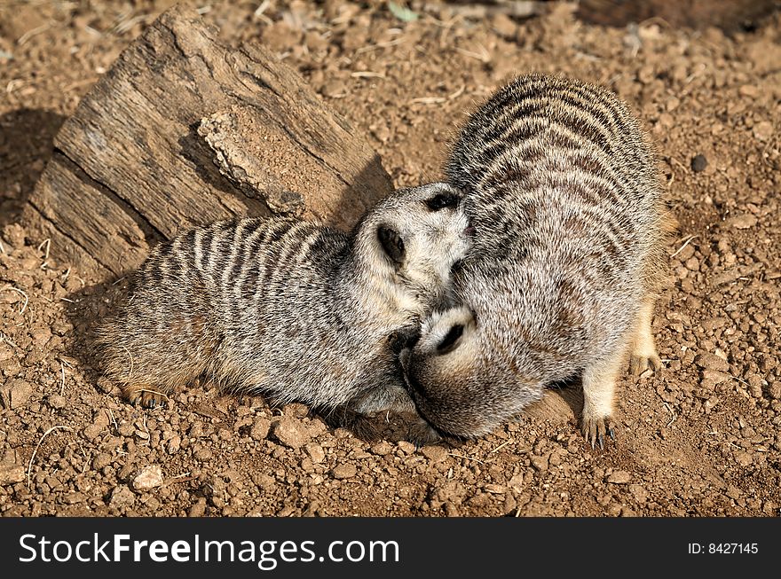 Two Meerkats Biting and Fighting