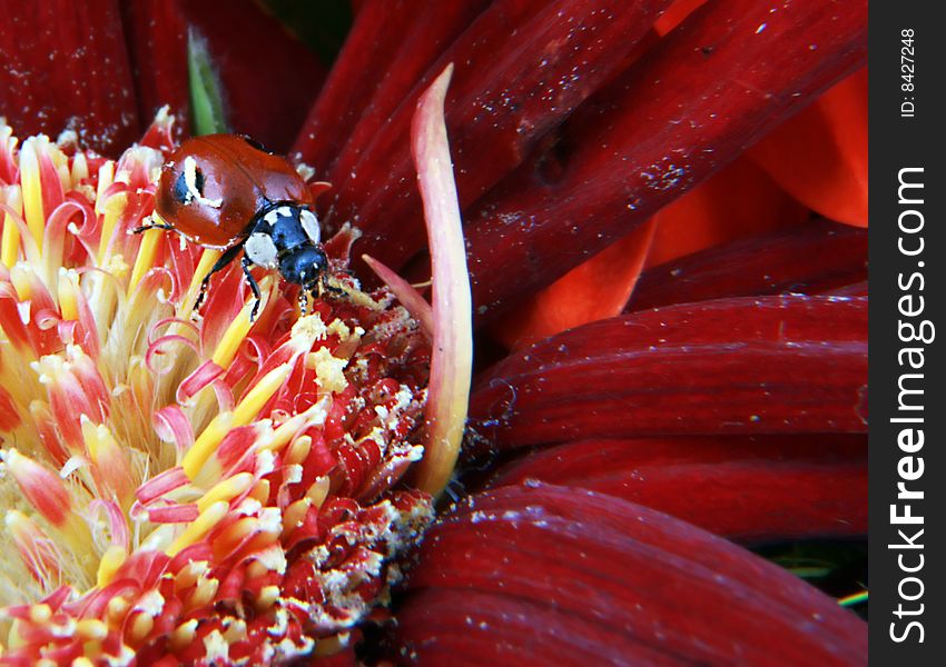 Lady-bug on the red flower. Lady-bug on the red flower