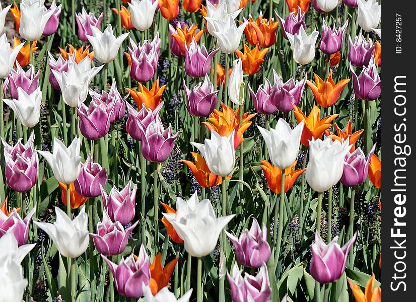 Colorful tulip garden in the spring. Colorful tulip garden in the spring